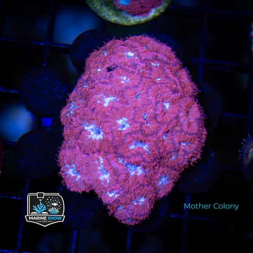 Crimson Rosella Blasto Frag - LPS Corals - Blastomussa