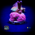 Crimson Rosella Blasto Frag - LPS Corals - Blastomussa