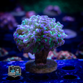 Frogspawn Coral Frag - LPS - Euphyllia