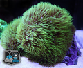 Green Star Polyp Coral Frag - Soft Corals - Pachyclavularia