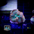 Mango Rhodactis Mushroom Frag - Soft Corals - Rhodactis