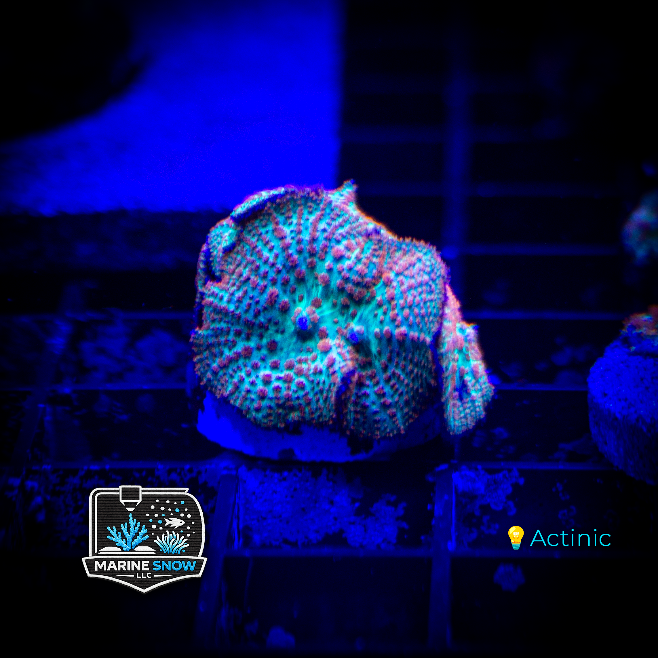 Mango Rhodactis Mushroom Frag - Soft Corals - Rhodactis