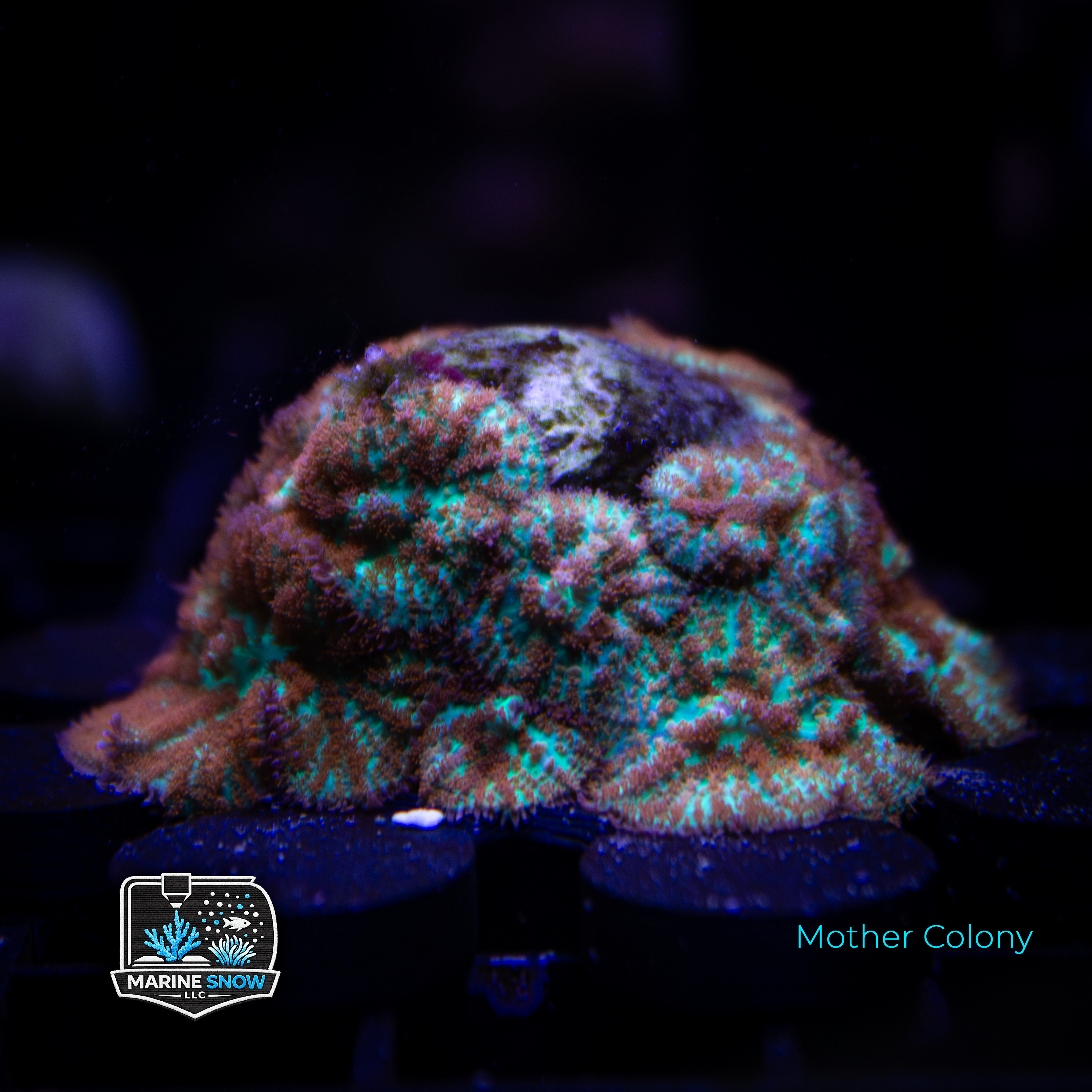 Mango Rhodactis Mushroom Frag - Soft Corals - Rhodactis