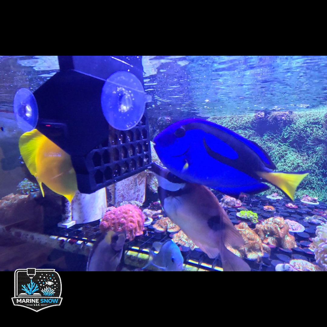 Dual Sided Nori Feeder