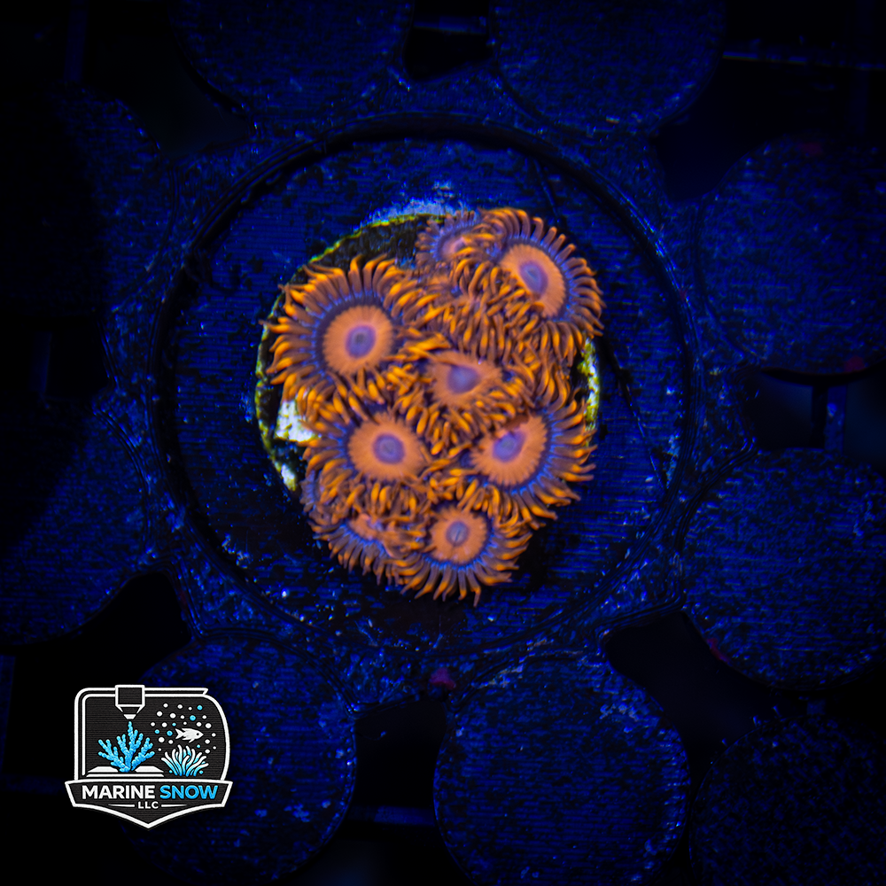 ORANGE OXIDE Zoanthid