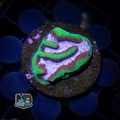 Ultra Pink Platygyra Frag - LPS Corals - Platygyra