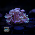 TSA Lemon Laser Clove Polyp Coral - Soft Corals - Clavularia