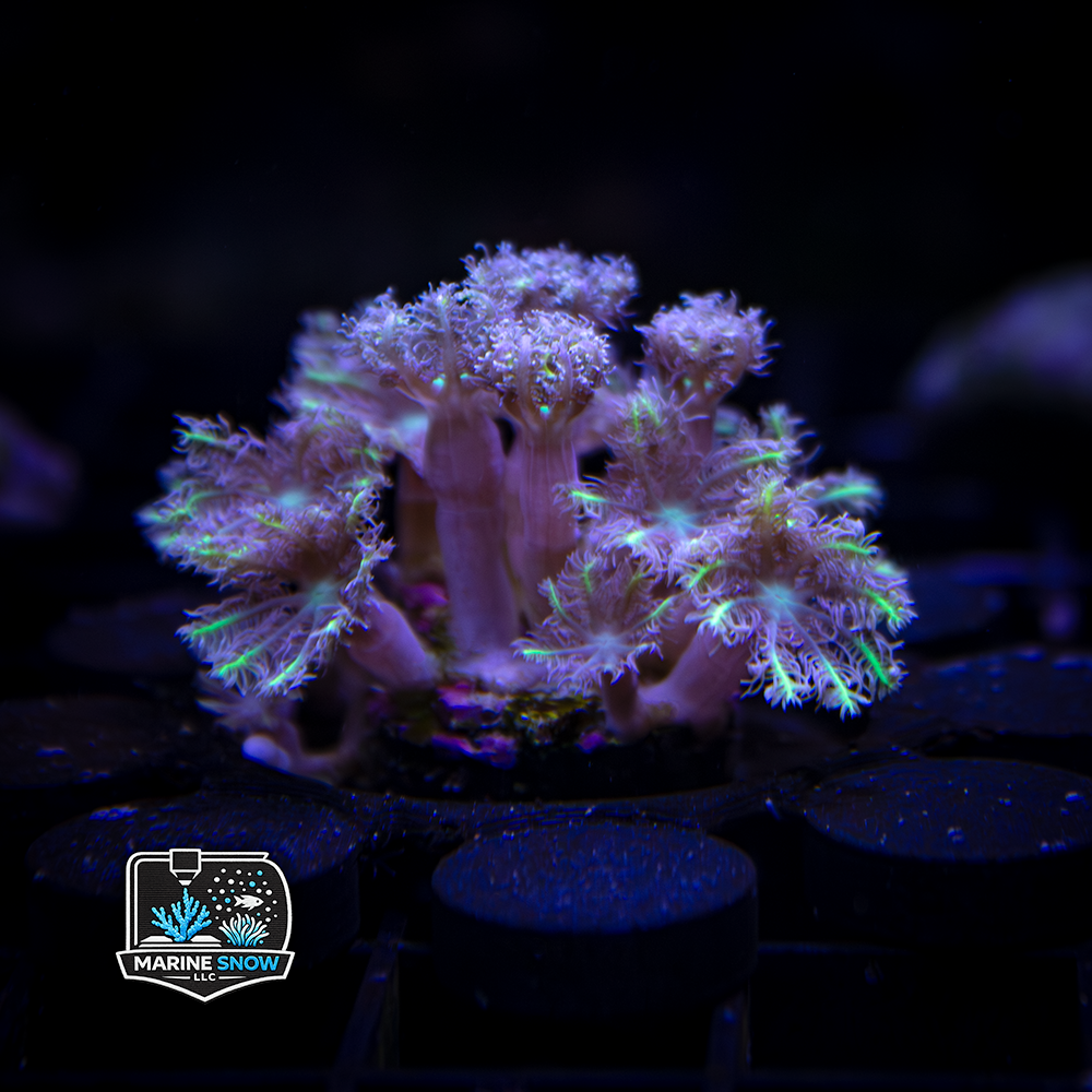 TSA Lemon Laser Clove Polyp Coral - Soft Corals - Clavularia