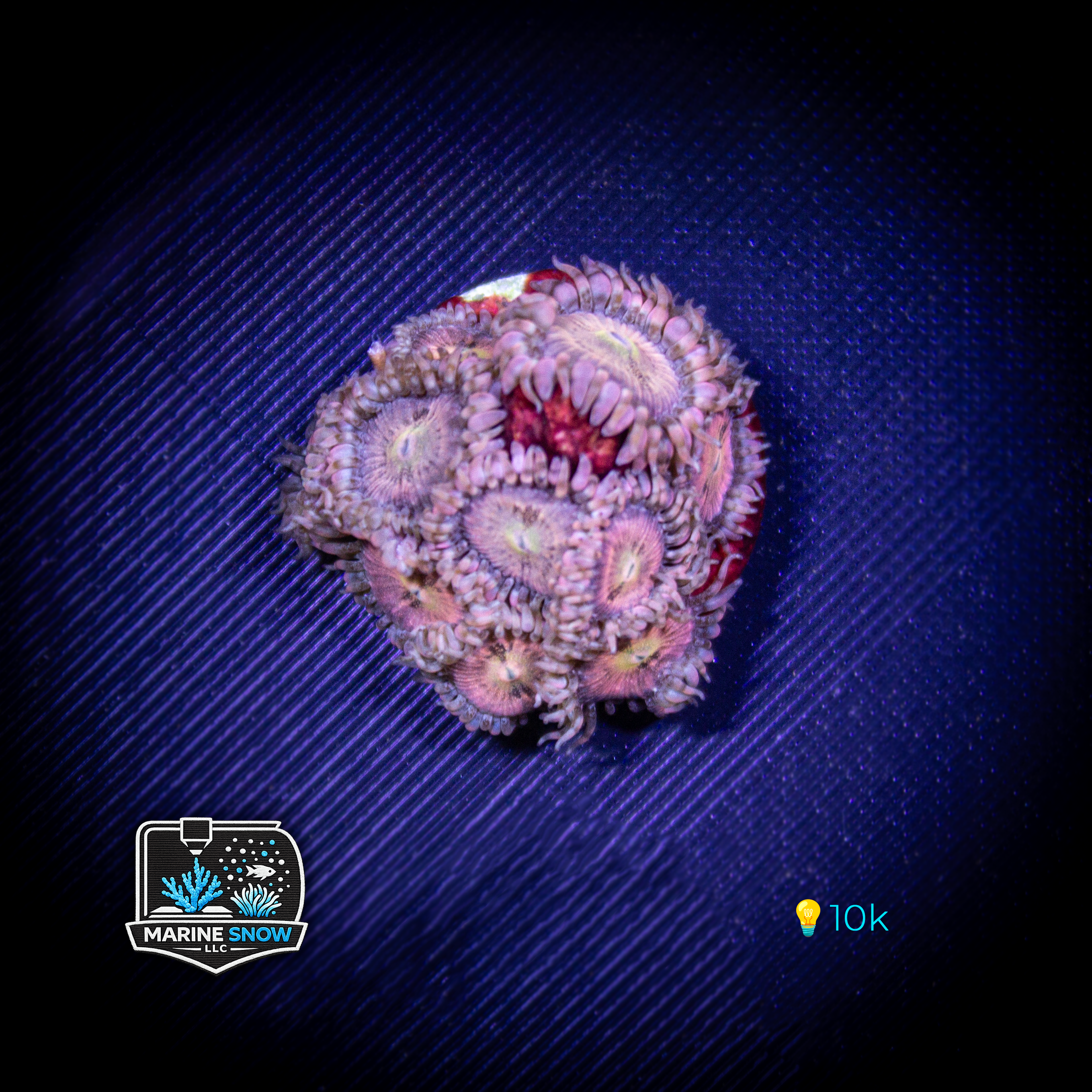 WWC Halle Berry Zoanthid