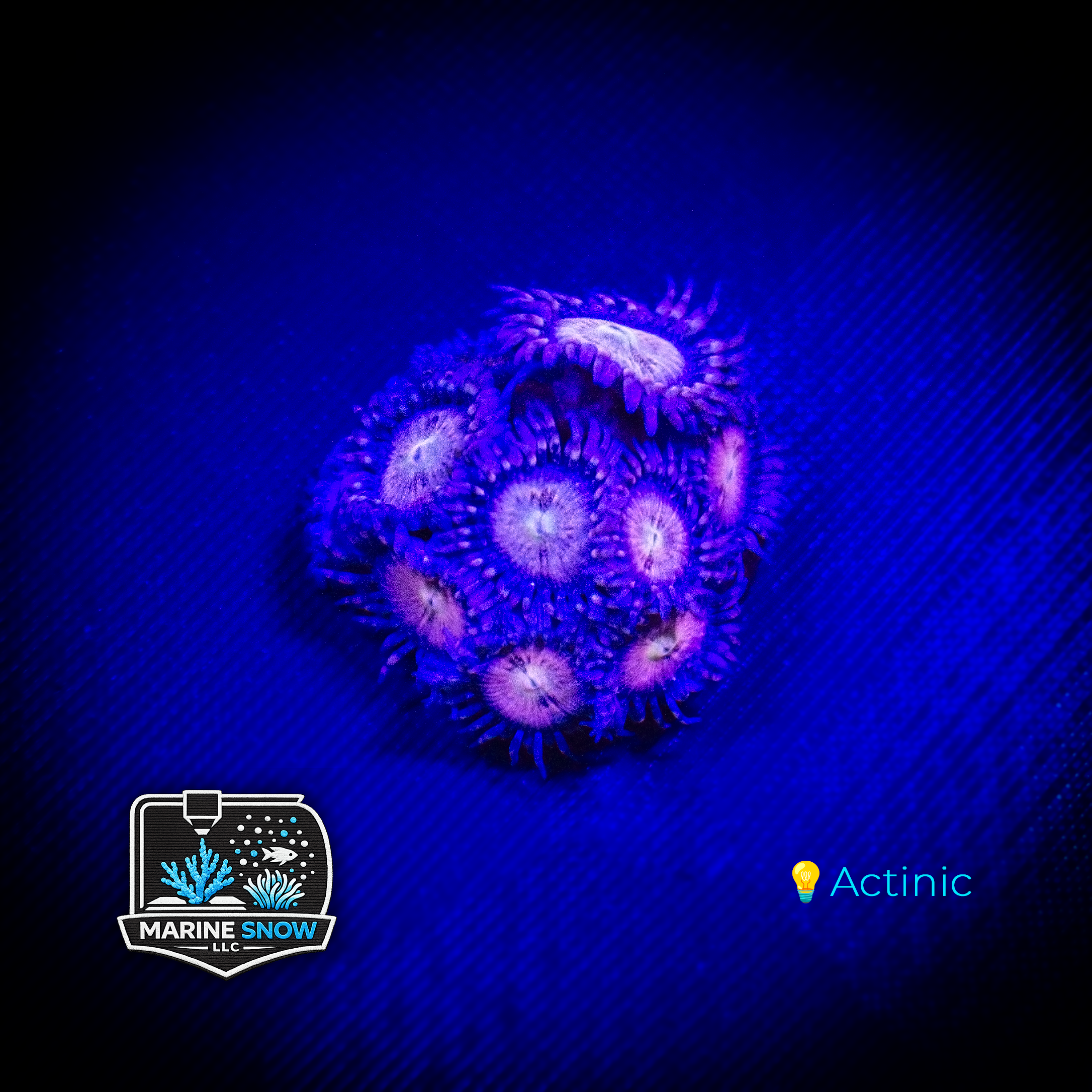 WWC Halle Berry Zoanthid