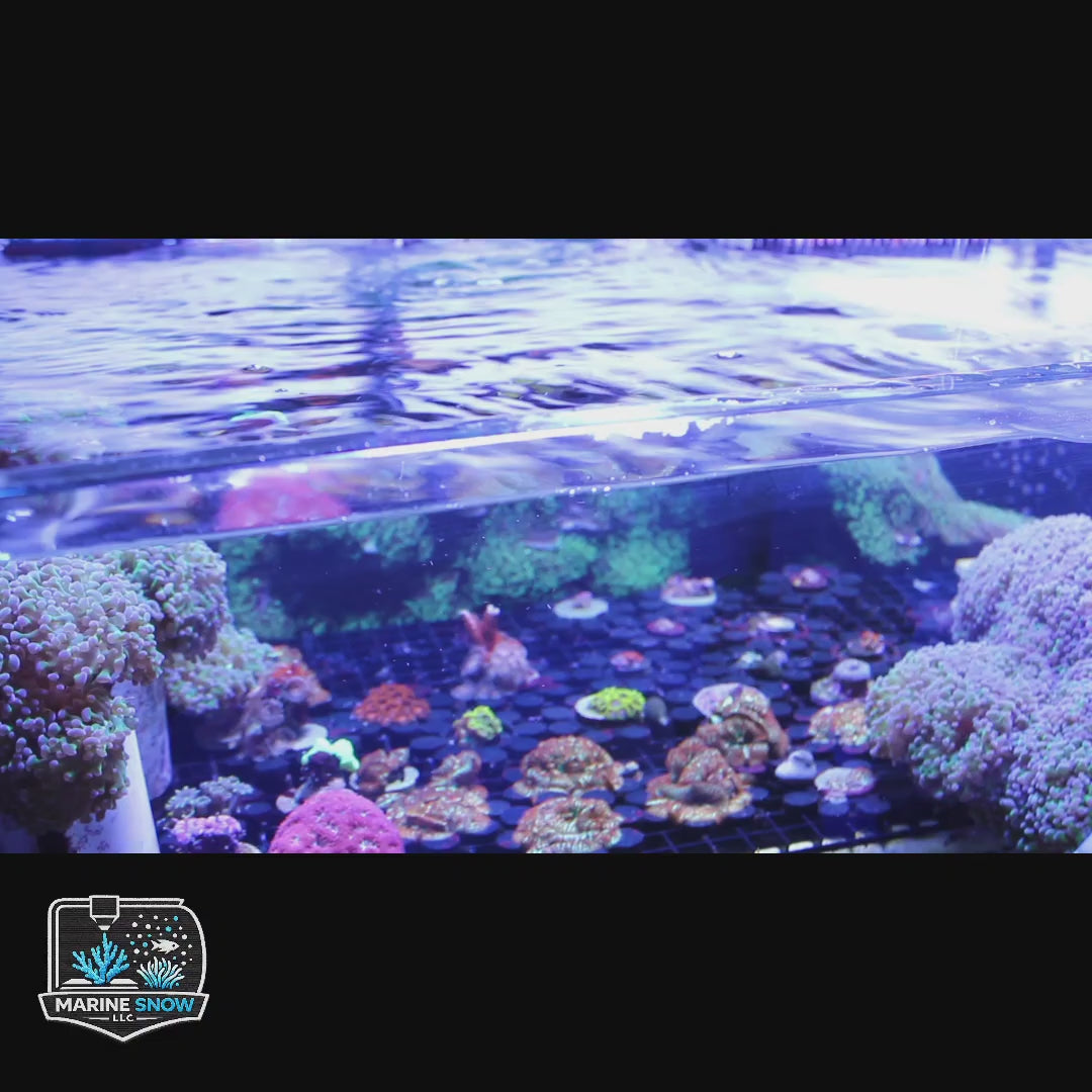 Dual Sided Nori Feeder