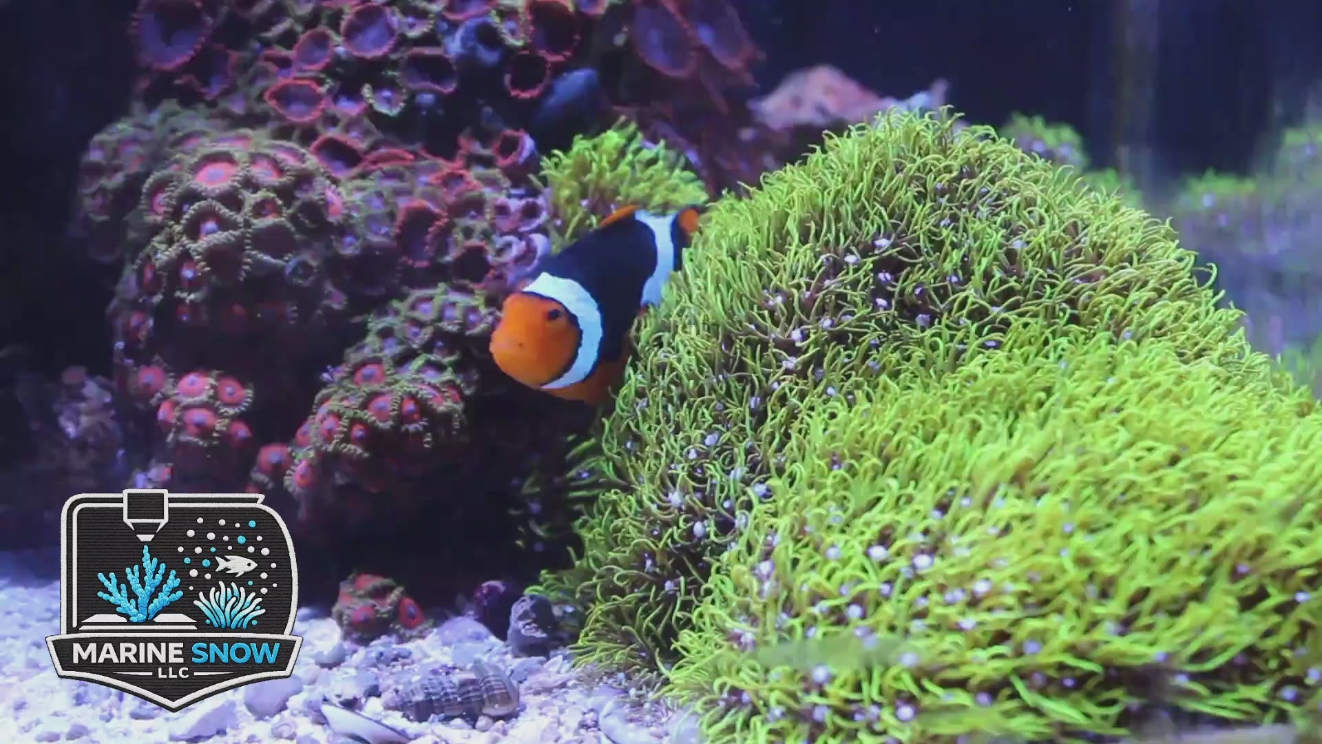 Green Star Polyp Coral Frag - Soft Corals - Pachyclavularia